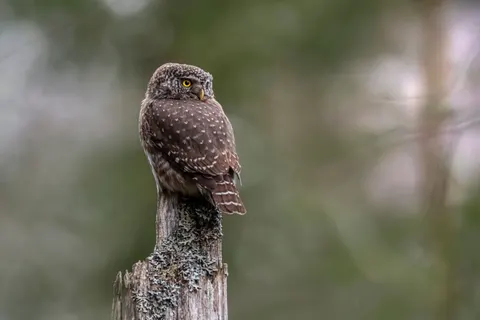 Owl Portrait 4K Wallpaper · birds · 3840×2560