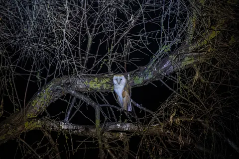 Owl Portrait 4K Wallpaper · birds · 3840×2560
