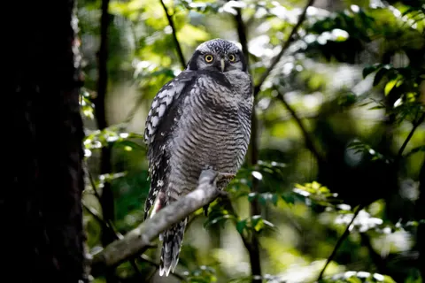 Owl Portrait 4K Wallpaper · birds · 3840×2561