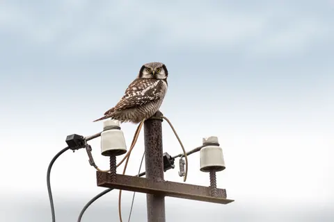 Owl Portrait 4K Wallpaper · birds · 3840×2560