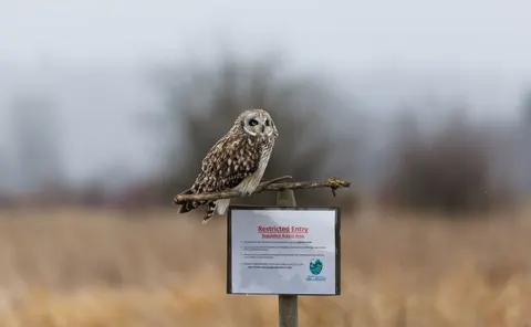 Owl Portrait 4K Wallpaper · birds · 3840×2370