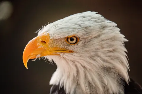 Owl Portrait 4K Wallpaper · birds · 3840×2560