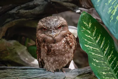 Owl Portrait 4K Wallpaper · birds · 3840×2560