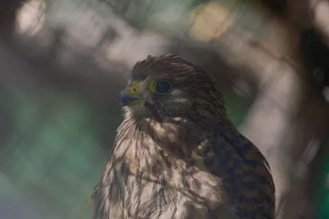 Owl Portrait 4K Wallpaper · birds · 3840×2560