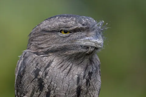Owl Portrait 4K Wallpaper · birds · 3840×2560