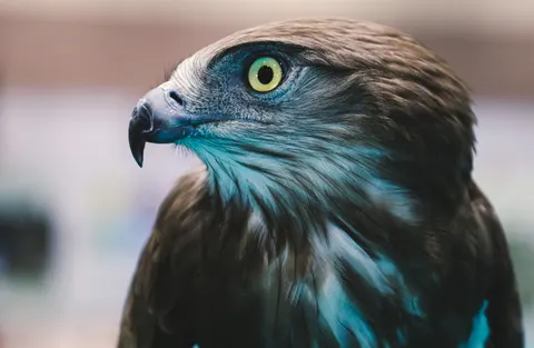 Owl Portrait 4K Wallpaper · birds · 3840×2503
