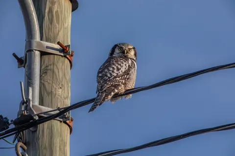 Owl Portrait 4K Wallpaper · birds · 3840×2560