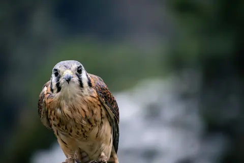 Owl Portrait 4K Wallpaper · birds · 3840×2560