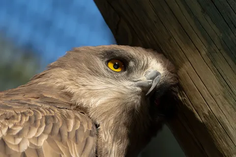 Owl Portrait 4K Wallpaper · birds · 3840×2560