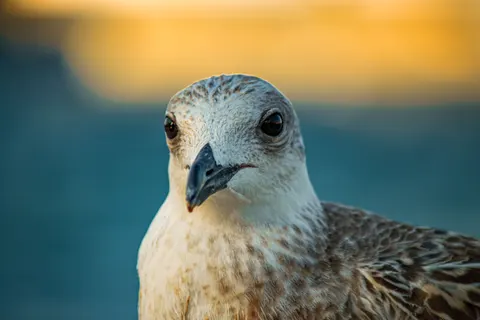 Owl Portrait 4K Wallpaper · birds · 3840×2560