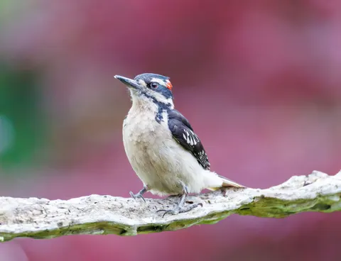 Kingfisher Bird 4K Wallpaper · birds · 3840×2942