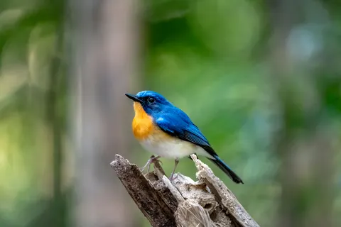 Kingfisher Bird 4K Wallpaper · birds · 3840×2560