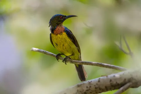 Kingfisher Bird 4K Wallpaper · birds · 3840×2564