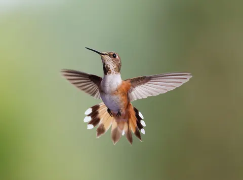 Kingfisher Bird 4K Wallpaper · birds · 3840×2843