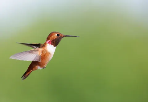 Kingfisher Bird 4K Wallpaper · birds · 3840×2643