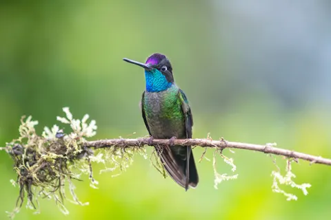 Kingfisher Bird 4K Wallpaper · birds · 3840×2560