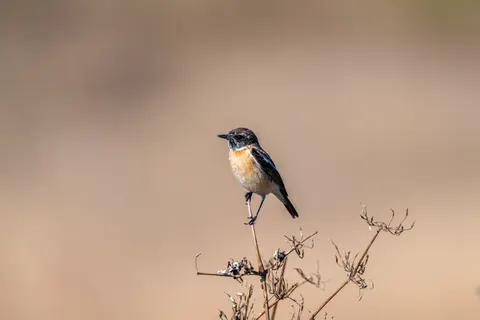 Kingfisher Bird 4K Wallpaper · birds · 3840×2560