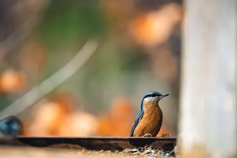 Kingfisher Bird 4K Wallpaper · birds · 3840×2560