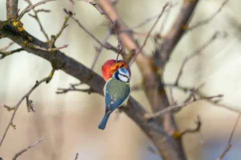 Kingfisher Bird 4K Wallpaper · birds · 3840×2560