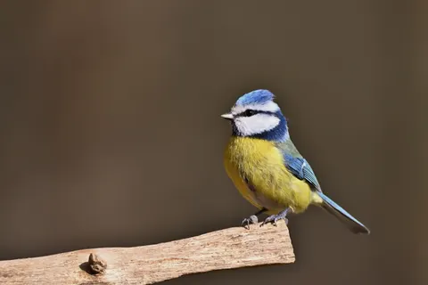 Kingfisher Bird 4K Wallpaper · birds · 3840×2560