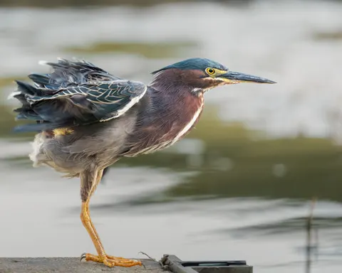Kingfisher Bird 4K Wallpaper · birds · 3840×3072