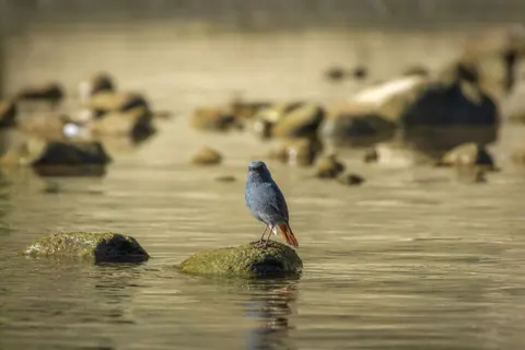 Kingfisher Bird 4K Wallpaper · birds · 3840×2560