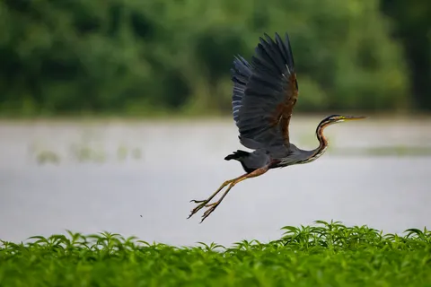 Kingfisher Bird 4K Wallpaper · birds · 3840×2560