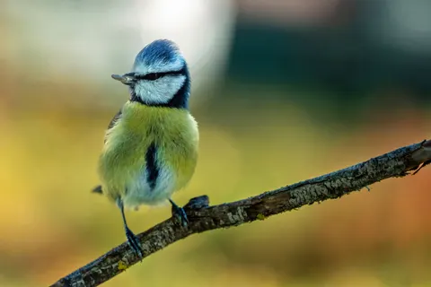 Kingfisher Bird 4K Wallpaper · birds · 3840×2560