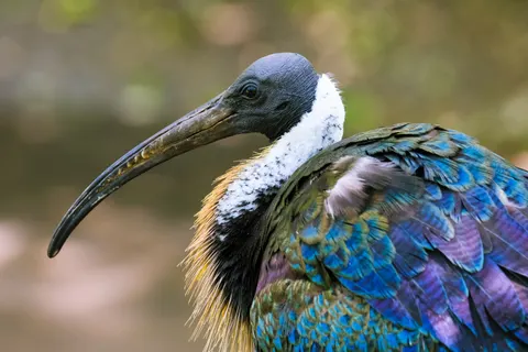 Kingfisher Bird 4K Wallpaper · birds · 3840×2560