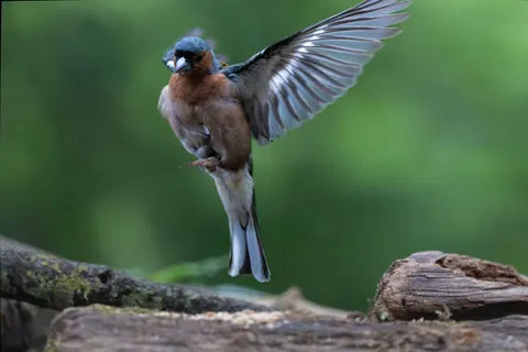 Kingfisher Bird 4K Wallpaper · birds · 3840×2560