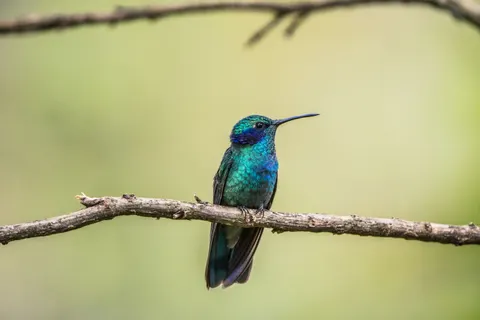 Kingfisher Bird 4K Wallpaper · birds · 3840×2560