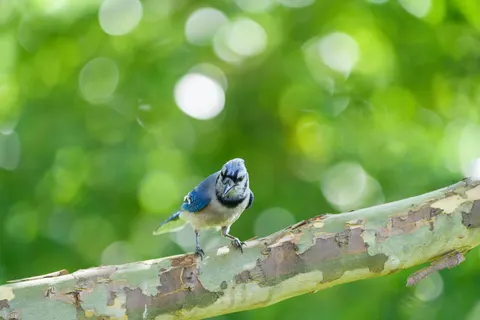 Kingfisher Bird 4K Wallpaper · birds · 3840×2560