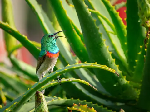 Kingfisher Bird 4K Wallpaper · birds · 3840×2880