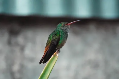 Kingfisher Bird 4K Wallpaper · birds · 3840×2560