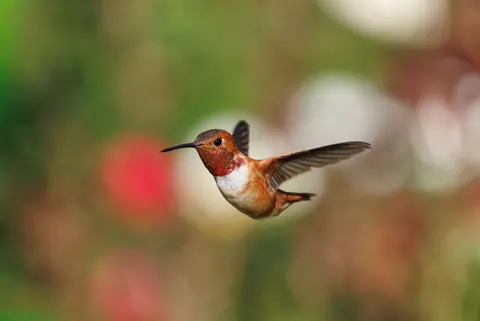 Kingfisher Bird 4K Wallpaper · birds · 3840×2567