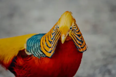 Kingfisher Bird 4K Wallpaper · birds · 3840×2560