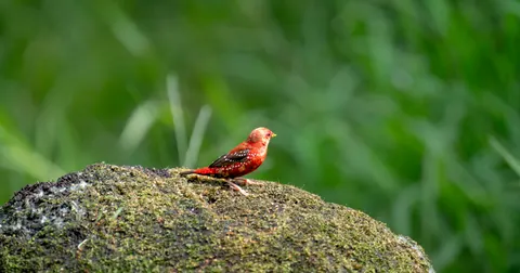 Kingfisher Bird 4K Wallpaper · birds · 3840×2018