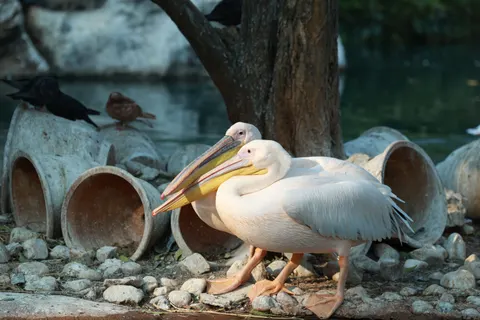 Sfondo Stormo di fenicotteri 4K · birds · 3840×2560