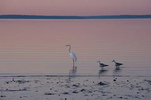 Flamingo Flock 4K Wallpaper · birds · 3840×2560