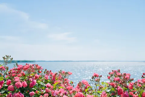 Flamingo Flock 4K Wallpaper · birds · 3840×2563