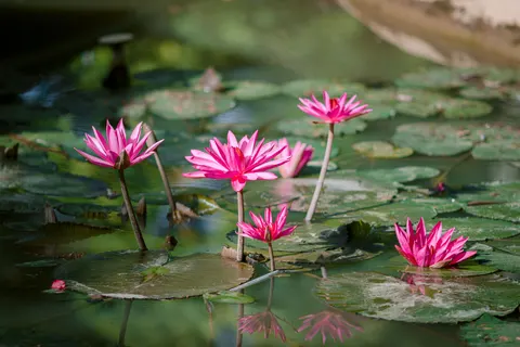 Flamingo Flock 4K Wallpaper · birds · 3840×2560
