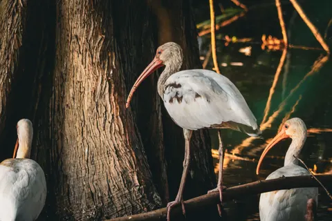 Flamingo Flock 4K Wallpaper · birds · 3840×2560
