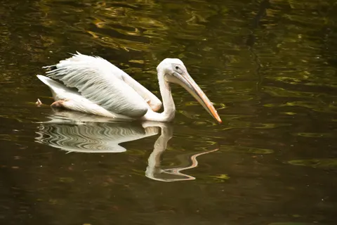 Elegant Swan 4K Wallpaper · birds · 3840×2560
