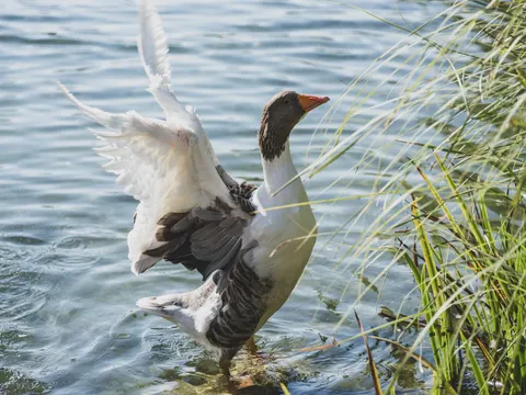 Elegant Swan 4K Wallpaper · birds · 3840×2880