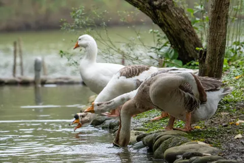 Elegant Swan 4K Wallpaper · birds · 3840×2560