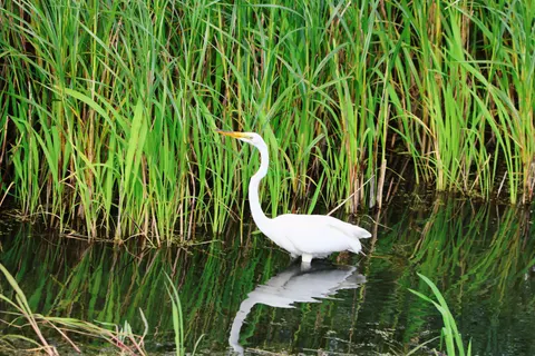 Elegant Swan 4K Wallpaper · birds · 3840×2560