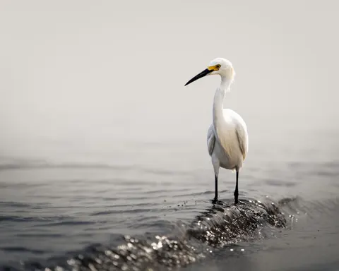 Elegant Swan 4K Wallpaper · birds · 3840×3072