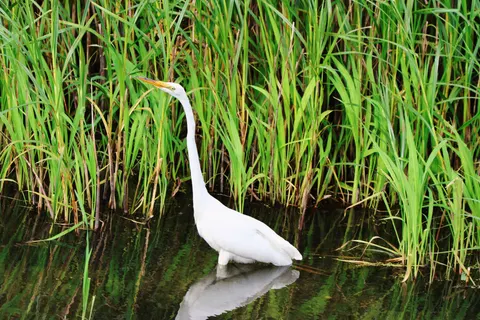 Elegant Swan 4K Wallpaper · birds · 3840×2560