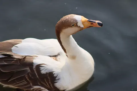 Elegant Swan 4K Wallpaper · birds · 3840×2560