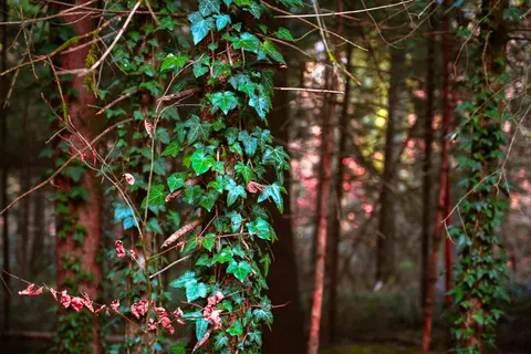 Autumn Forest Path 4K Wallpaper · autumn · 3840×2560